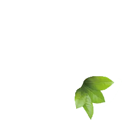 Green Leaves - PNG Images - Curated PNG