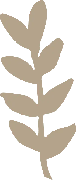 Olive Branch - friendship - Recommended PNG