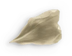 Petal - plant - petal - No Watermark PNG