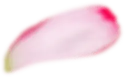 Pink Petal - No Watermark PNG