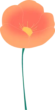 Papaver - yellow - No Background PNG