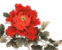 Red Peony - beautiful - PNG Images