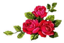 Rose - plant - High Download Count PNG