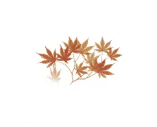Autumn Leaves - illustration - art - Transparent Background PNG
