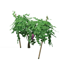 Grape Vine - plant - green - No Watermark PNG