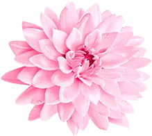 Pink Lotus Flower - Lossless PNG