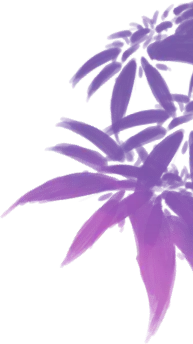 Purple-leaved Plant - leaves - PNG