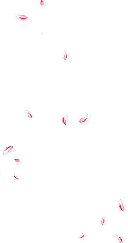 Pink Petals - background - High Resolution PNG
