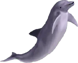 Dolphin - intelligent - swimming - Transparent Layer PNG