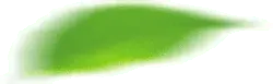 Green Leaf - No Background PNG - fresh