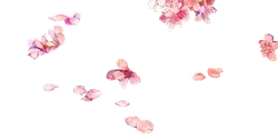 Cherry Blossom Petals - flowers - Lossless PNG
