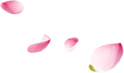 Petals - Free Download PNG