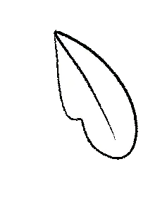 Leaf - leaf - Free for Commercial Use PNG