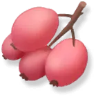 Rose Hip - Free Download PNG