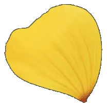 Sunflower Petal - petal - PNG