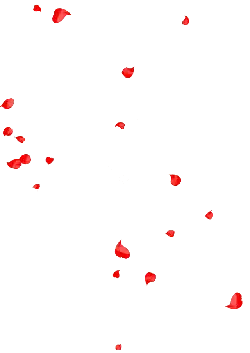 Red Petals Falling - Transparent Layer PNG