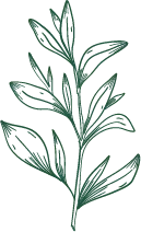 Green Plant Branch - plant - green - PNG Images
