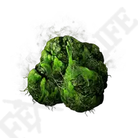 Broccoli - Curated PNG - nutrition