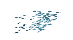 School of Fish - marine life - No Watermark PNG