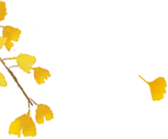 Ginkgo Leaf - nature - falling leaves - No Watermark PNG