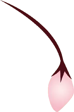 Cherry Blossom - nature - Transparent Background PNG