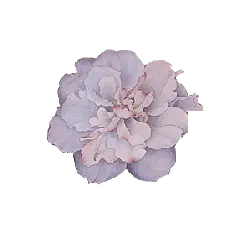 Rose - Designer Recommended PNG - High Quality PNG