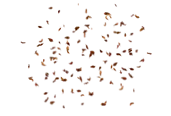 Butterflies - nature - High Resolution PNG