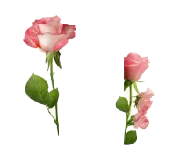 Pink Rose - No Background PNG - PNG