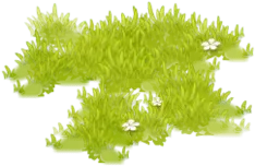 Green Plant - flowers - PNG Images