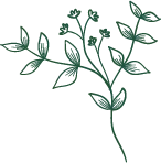 Green Plant Branch - line drawing - plant - Lossless PNG