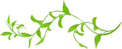 Vine Plant - growth - Transparent Background PNG