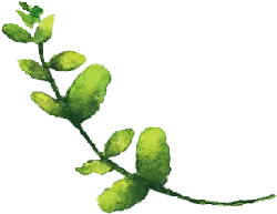Green Plant Branch - nature - green - PNG Images