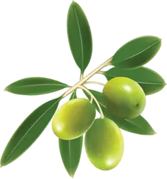 Olive Branch - green - leaf - Free PNG