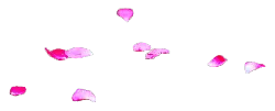 Pink Petals - Fast Download PNG - petal