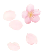 Cherry Blossom Petals - nature - Trending PNG