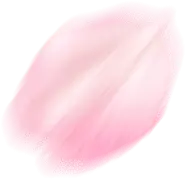 Cherry Blossom Petal - flower - High Resolution PNG