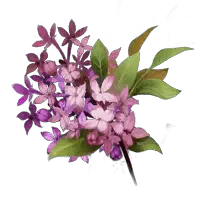 Hydrangea - plant - Recommended PNG