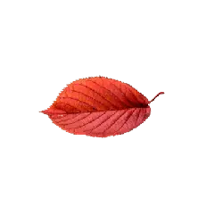 Red Leaf - plant - leaf - High Resolution PNG