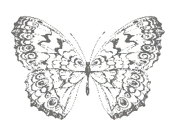 Butterfly - High Download Count PNG - No Background PNG