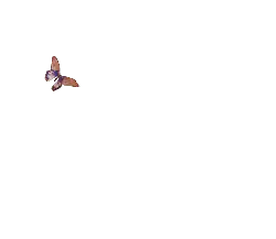 Common Baron - nature - Transparent Layer PNG