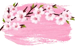 Cherry Blossom Branch - beautiful - Transparent Background PNG