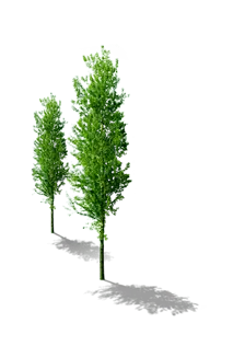 Green Trees - growth - Transparent Background PNG