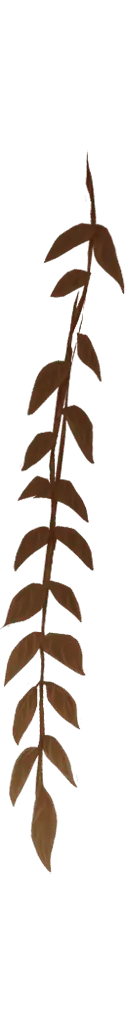 Palm Leaf - nature - Trending PNG
