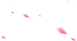 Pink Petals Falling - nature - Fast Download PNG
