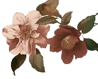 Hortensia - pink - High Resolution PNG
