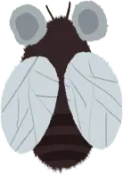 Bee - wings - No Watermark PNG