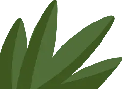 Olive Leaf - PNG Images