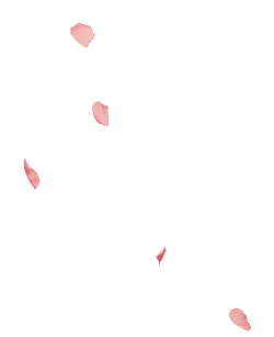 Petals - Curated PNG