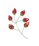 Rose Bud - red - rose - Free Download PNG