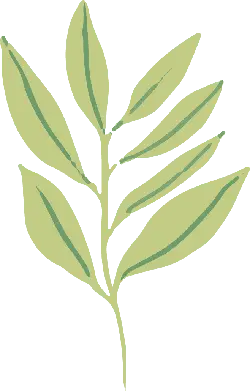Leaf - No Background PNG - leaf